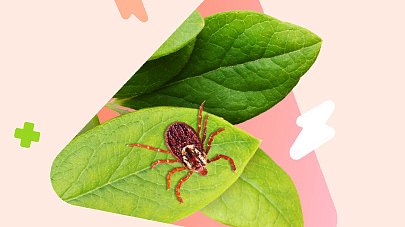 Клещевые инфекции